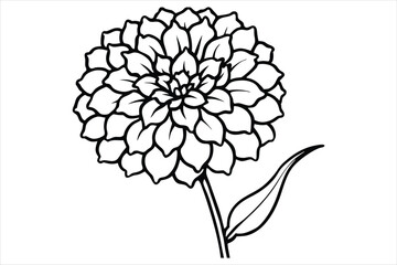 Line art marigold with the stem wrapping around itself