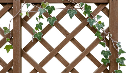 Frosty Ivy Vine Growing on Brown Wooden Lattice Fence Panel