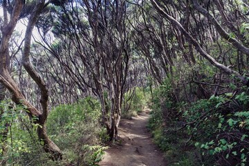 A dirt path winds through a dense grove of Manuka trees in Bethells Beach, Auckland, New Zealand. The trees create a tunnel-like effect, inviting exploration and showcasing the unique landscape.