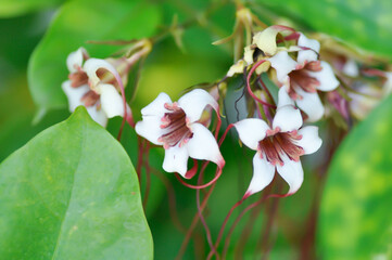Corkscrew Flower, apocynaceae or Spider Tresses or Strophanthus gratus or Strophanthus preussii