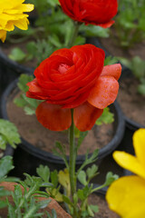 Beautiful Red ranunculus flower growing in an outdoor flower garden. ranunculus flower closeup, Red blooming flower, Closeup shot of a beautiful blossoming ranunculus in field