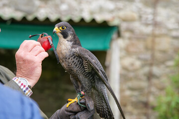 Peregrine falcon has it's hood put on by its handler during a falconry show at Dunrobin Castle