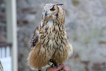 Great horned owl perched on a hand at Dunrobin Castle in Scotland 