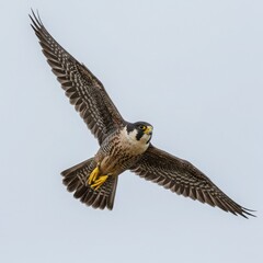 Fototapeta premium A peregrine falcon gracefully soars through the sky with its wings fully extended in flight mode now
