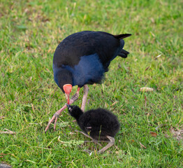 Pūkeko on the grass feeding a chick, Albany, New Zealand