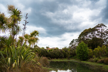 City lake in Auckland's residential area of ​​Albany with New Zealand flax and New Zealand cabbage tree