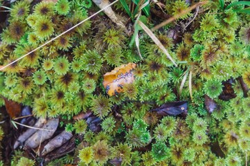 Close-up of moss and fallen leaves on the forest floor in autumn, creating a textured natural background.  Kauaeranga Kauri Trail, Thames, Coromandel Peninula, New Zealand