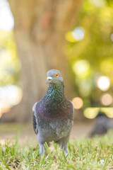 Close up portrait of pigeon