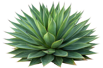 Agave Plant with Sharp Pointed Leaves isolated with transparent background