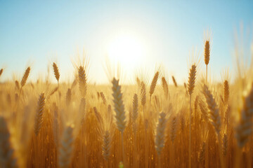 field of ripe wheat with the sun shining in the background