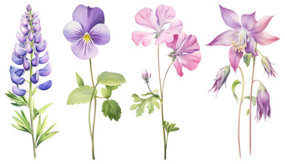 PNG Colorful delicate botanical floral illustration, element set on transparent background