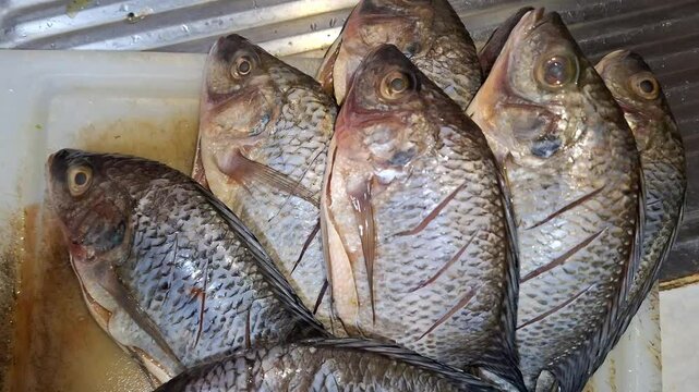 Seasoned fresh tilapia fish, ready for the pan.