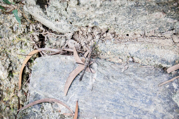 Dragonfly on Dried Leaf over Rocky Forest Floor