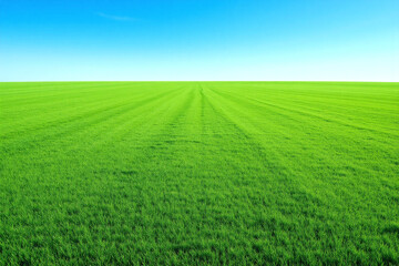 Naklejka premium field of green grass with a white sky in the background