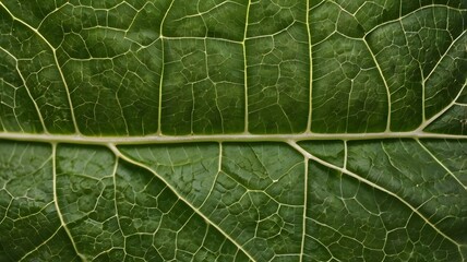 Close up Detailed Texture of a Lush Green Leaf Vein Pattern Botanical Background
