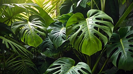 Lush Tropical Rainforest Foliage Monstera deliciosa Leaves Green Plants Background