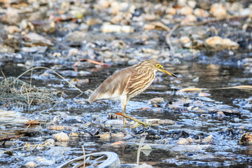 Chinese Pond Heron in Natural Wetland Habitat with Debris and Rocks
