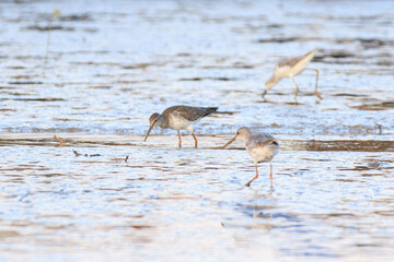 Wading Birds Foraging in the Mudflats During Low Tide, Lau Fau Shan, Hong Kong