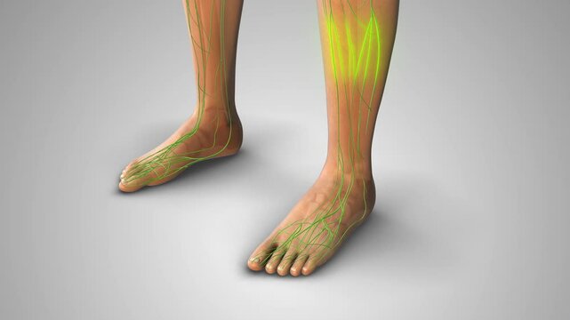 Indentation Swelling from Pitting Edema Condition