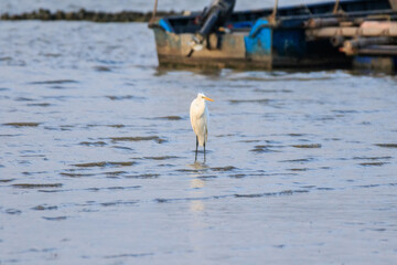 Great Egret Standing in Shallow Water Near a Fishing Boat