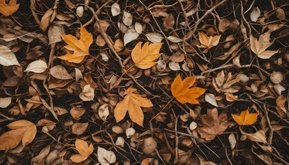 Autumnal Ground Cover Fallen Leaves Twigs and Branches Texture Background