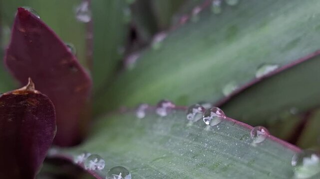 Natural guttation process on the edges of an Adam and Eve plant leaf.