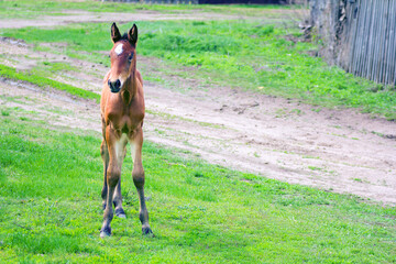 funny newborn foal walks along village street on summer day