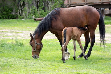 a newborn bay foal sucks milk from its mother horse in a meadow on a summer day