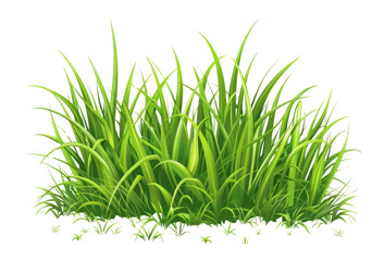 Obraz premium PNG Green grass illustration vegetation plant.