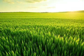 Wall murals field of green grass in the middle of a field