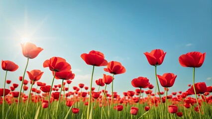 Vibrant Red Poppies Blooming Under Clear Blue Sky with Bright Sunlight Shining Down
