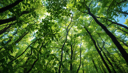 울창하고 아름다운 싱싱한 초록색의 나무가 가득한 숲