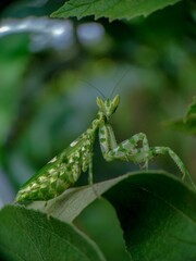 Green Mantis on Leaf: A Serene Macro Photograph