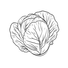 Cabbage illustration with detailed leaves in black and white style  