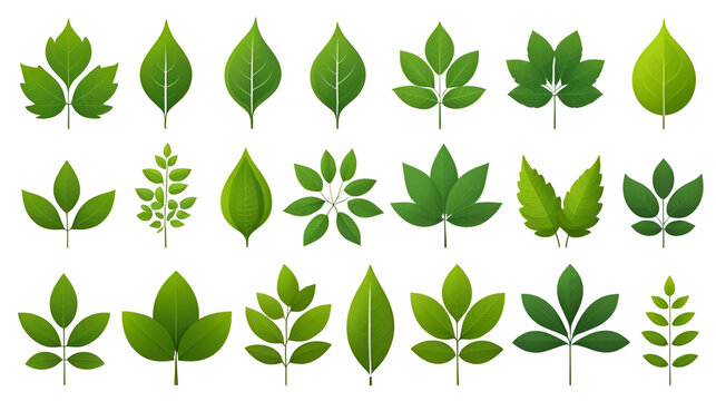 Set of isolated green leaf icons on white background. Various forms of green leaves of trees and plants. Abstract natural leaf icons. Elements for ecotypes and biotypes. Vector illustration. EPS 10