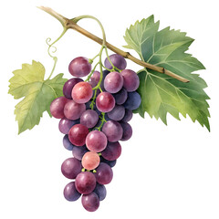 Botanical watercolor illustration of a bunch of red grapes on the vine.