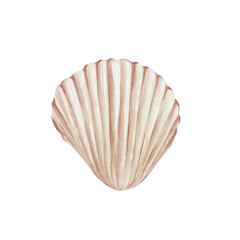 Scallop shell with ribbed surface. Pastel light color. Watercolor illustration without background. Hand drawing. Aquarium decor. Souvenir from the sea or ocean.