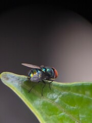 A close-up of a colorful housefly with bright red eyes perched on a green leaf.