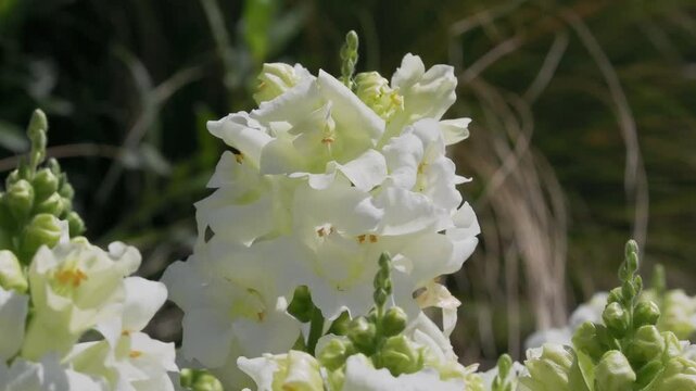 Tokyo, Japan - April 27, 2025: Closeup of snapdragon or Antirrhinum majus