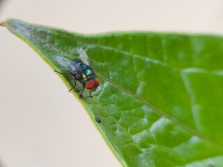 A close-up of a colorful housefly with bright red eyes perched on a green leaf.
