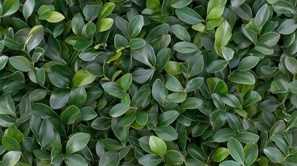 Lush Green Leaves Background for Nature and Decoration Themes