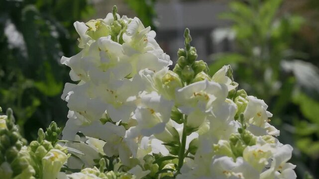 Tokyo, Japan - April 27, 2025: Closeup of snapdragon or Antirrhinum majus