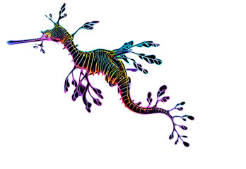 Leafy seadragon