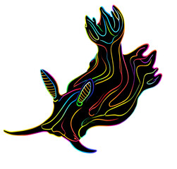 Nudibranch