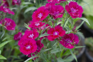 Sweet flora william blooming petals Red flowers background, Dianthus barbatus, beautiful Dianthus flower closeup in garden, Red Dianthus flower, Red flower, dianthus blooming in garden, closeup