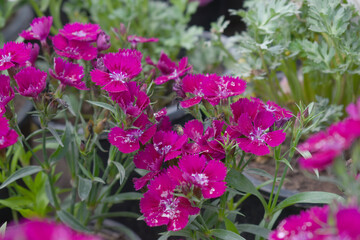 Sweet flora william blooming petals Red flowers background, Dianthus barbatus, beautiful Dianthus flower closeup in garden, Red Dianthus flower, Red flower, dianthus blooming in garden, closeup
