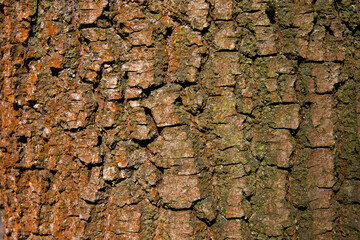 Wood bark background.