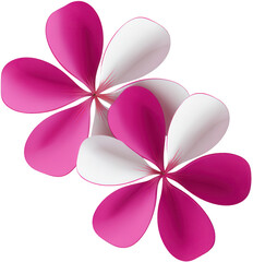 Pair of Vibrant Pink and White Plumeria Flowers with Smooth Petals on a Transparent Background