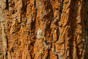Wood bark background.