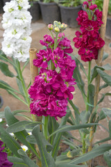 Red Hoary Stock, Red Hoary Stock or Matthiola Incana is a member of the Brassicaceae family of flowering plants. It's also commonly known as Brompton Stock, Common Stock, Red flower in garden